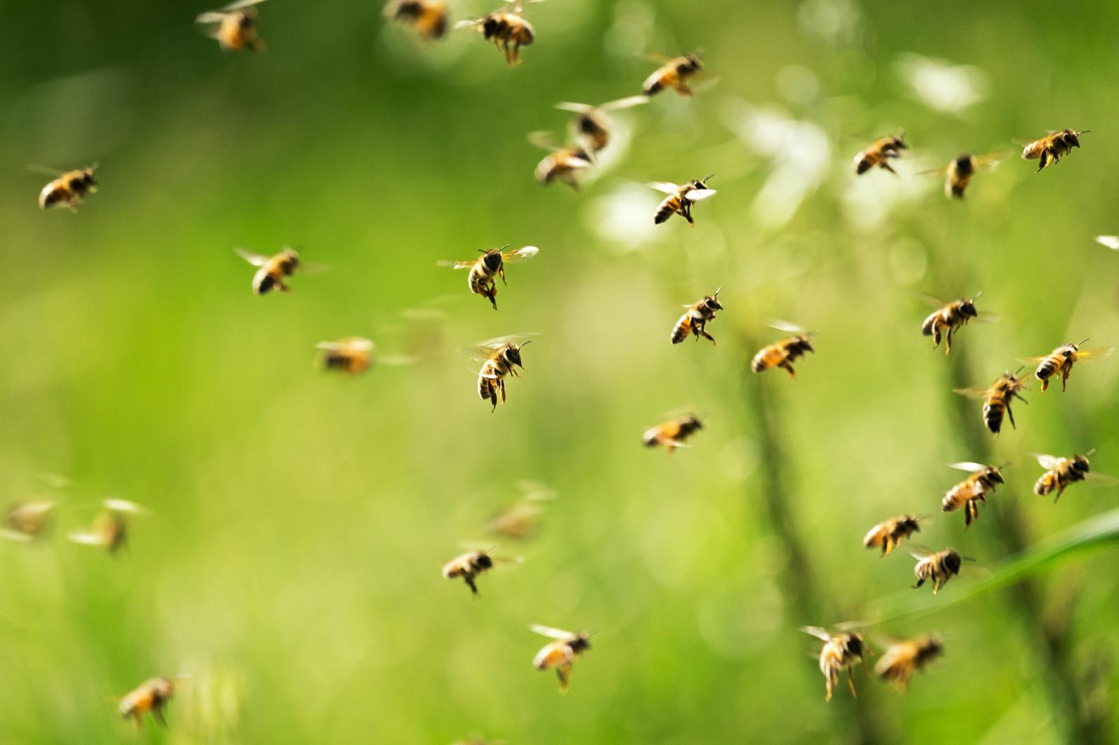FREETHEBEES : un symbole qui devient une action