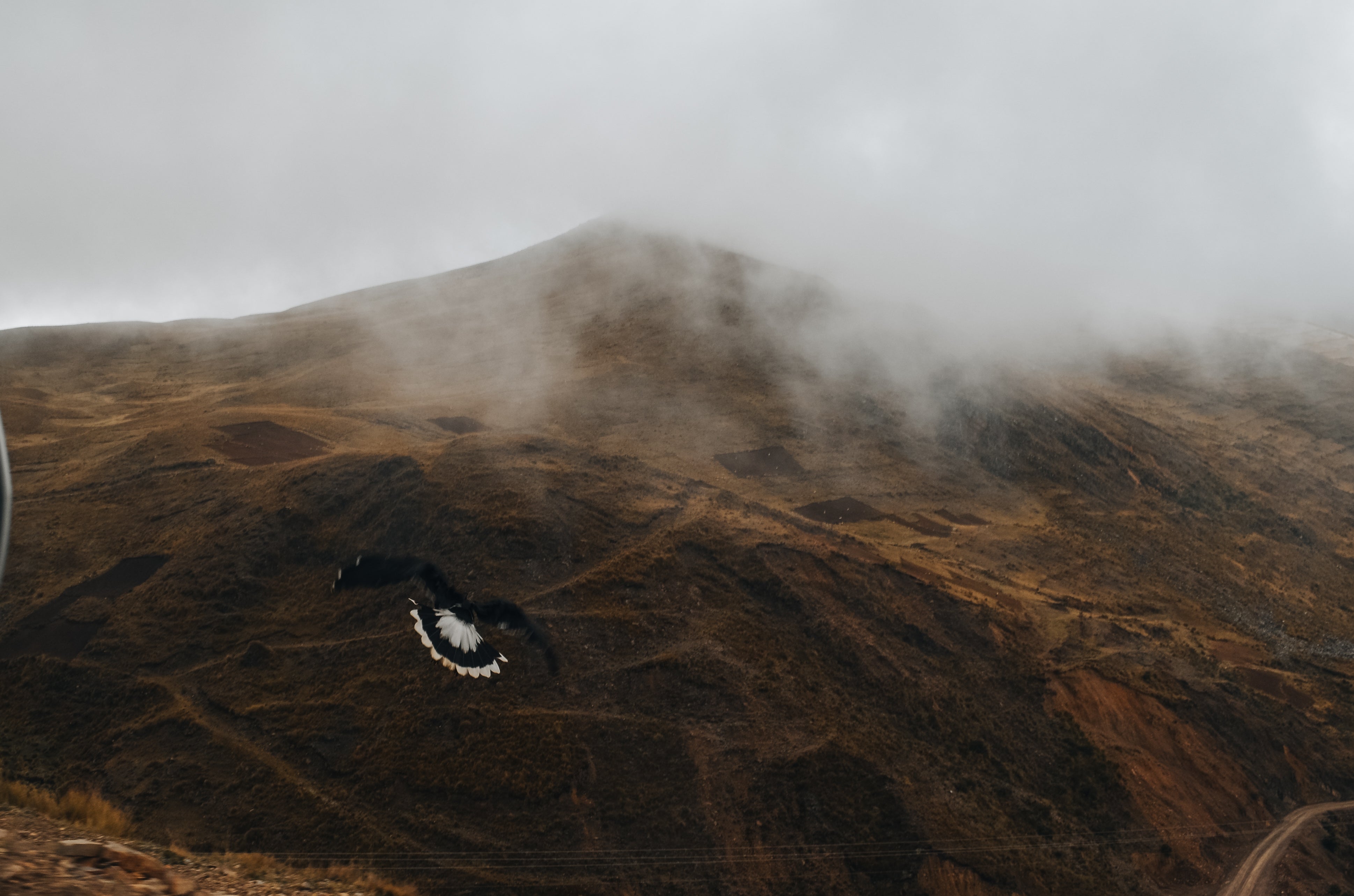 Un condor survolant les montagnes de l’Altiplano bolivien, symbole de liberté, de force et de lien spirituel avec la nature.
